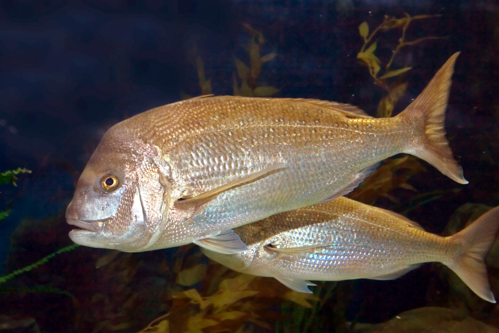Wapi Fish There’s Something Fishy about WA Fisheries Management – Backbone Australia